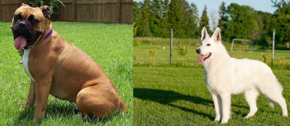 White Shepherd vs Valley Bulldog - Breed Comparison