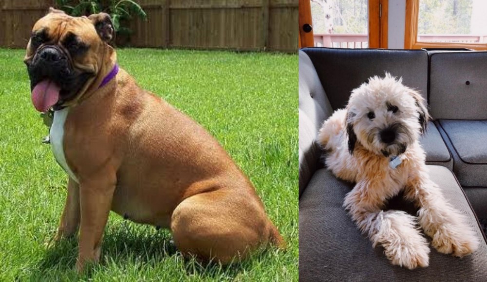 Whoodles vs Valley Bulldog - Breed Comparison