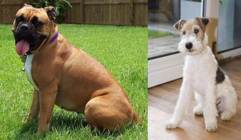Wire Fox Terrier vs Valley Bulldog - Breed Comparison