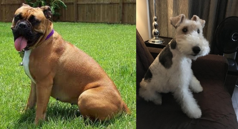 Wire Haired Fox Terrier vs Valley Bulldog - Breed Comparison