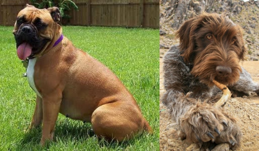 Wirehaired Pointing Griffon vs Valley Bulldog - Breed Comparison
