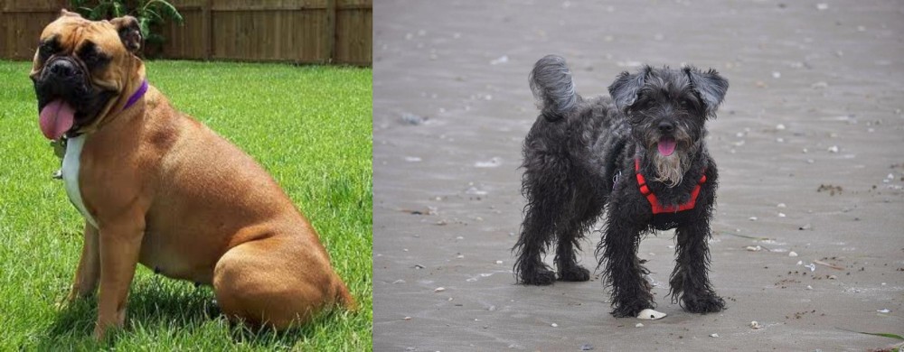 YorkiePoo vs Valley Bulldog - Breed Comparison