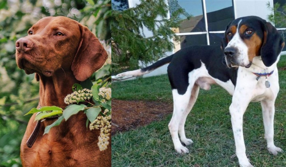 Treeing Walker Coonhound vs Vizsla - Breed Comparison
