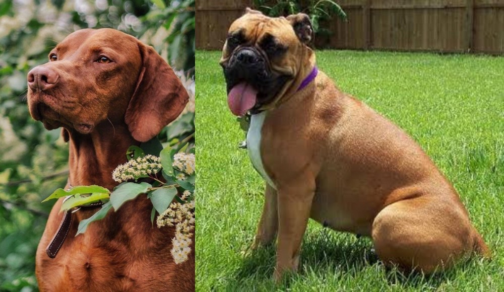 Valley Bulldog vs Vizsla - Breed Comparison