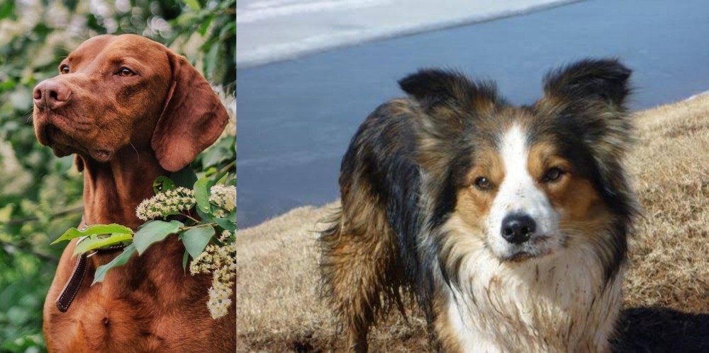 Welsh Sheepdog vs Vizsla - Breed Comparison