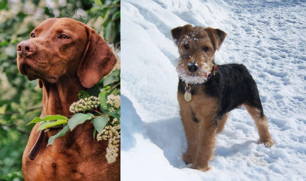 Welsh Terrier vs Vizsla - Breed Comparison