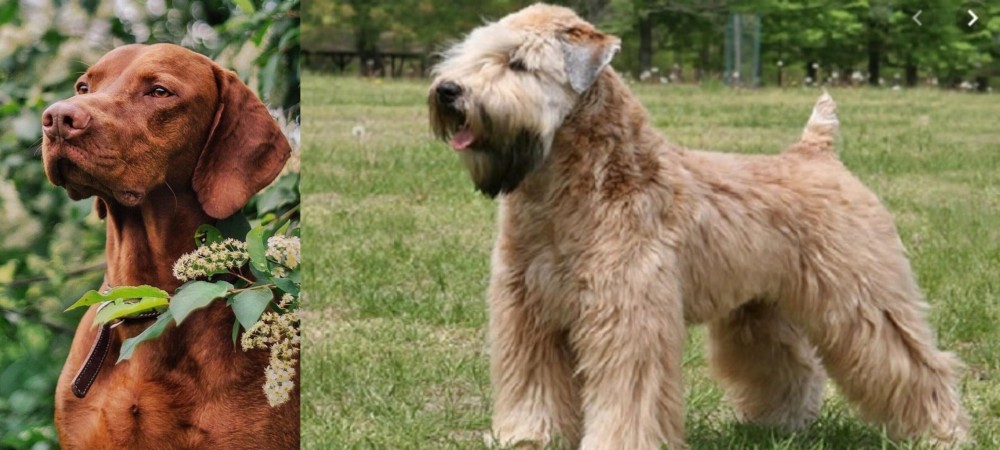 Wheaten Terrier vs Vizsla - Breed Comparison