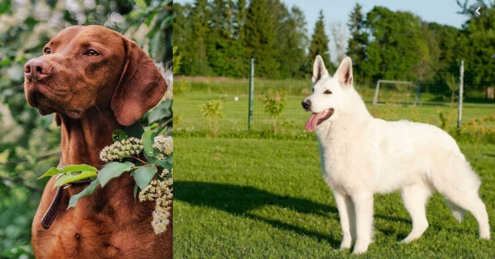 White Shepherd vs Vizsla - Breed Comparison