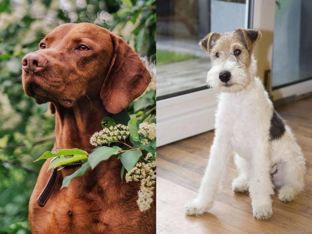 Wire Fox Terrier vs Vizsla - Breed Comparison