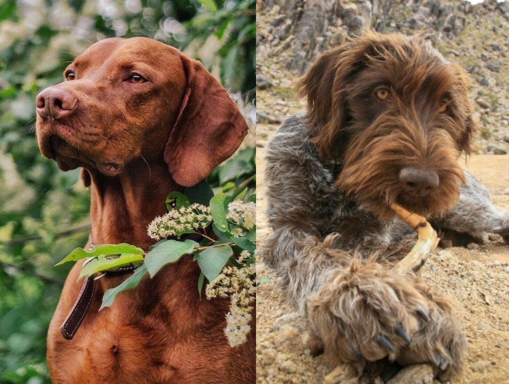 Wirehaired Pointing Griffon vs Vizsla - Breed Comparison