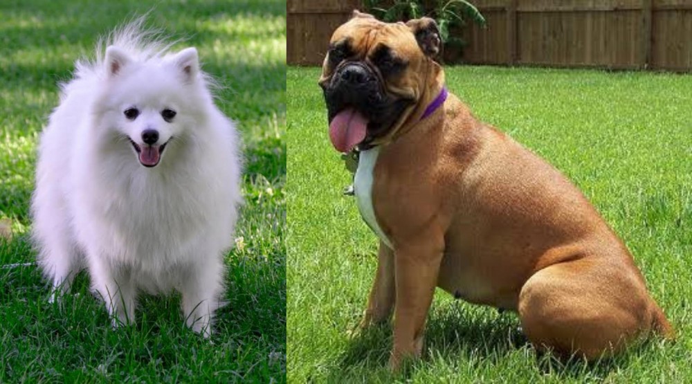 Valley Bulldog vs Volpino Italiano - Breed Comparison