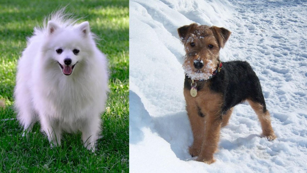 Welsh Terrier vs Volpino Italiano - Breed Comparison