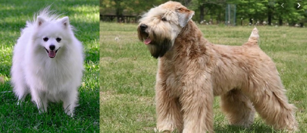 Wheaten Terrier vs Volpino Italiano - Breed Comparison