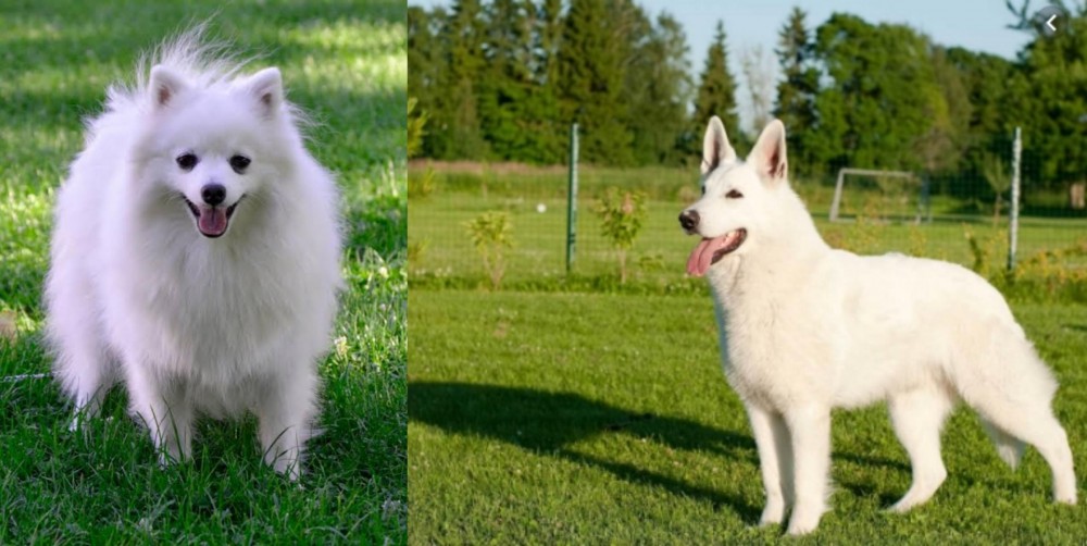 White Shepherd vs Volpino Italiano - Breed Comparison