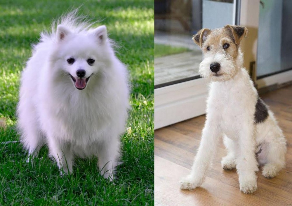 Wire Fox Terrier vs Volpino Italiano - Breed Comparison