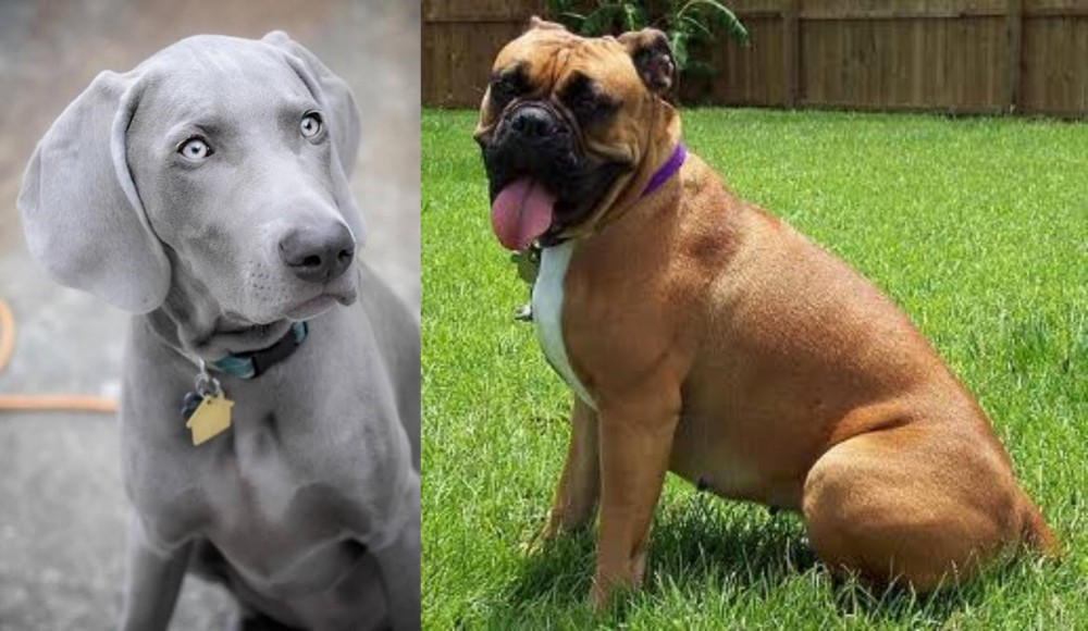 Valley Bulldog vs Weimaraner - Breed Comparison