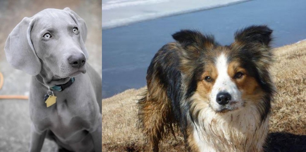 Welsh Sheepdog vs Weimaraner - Breed Comparison
