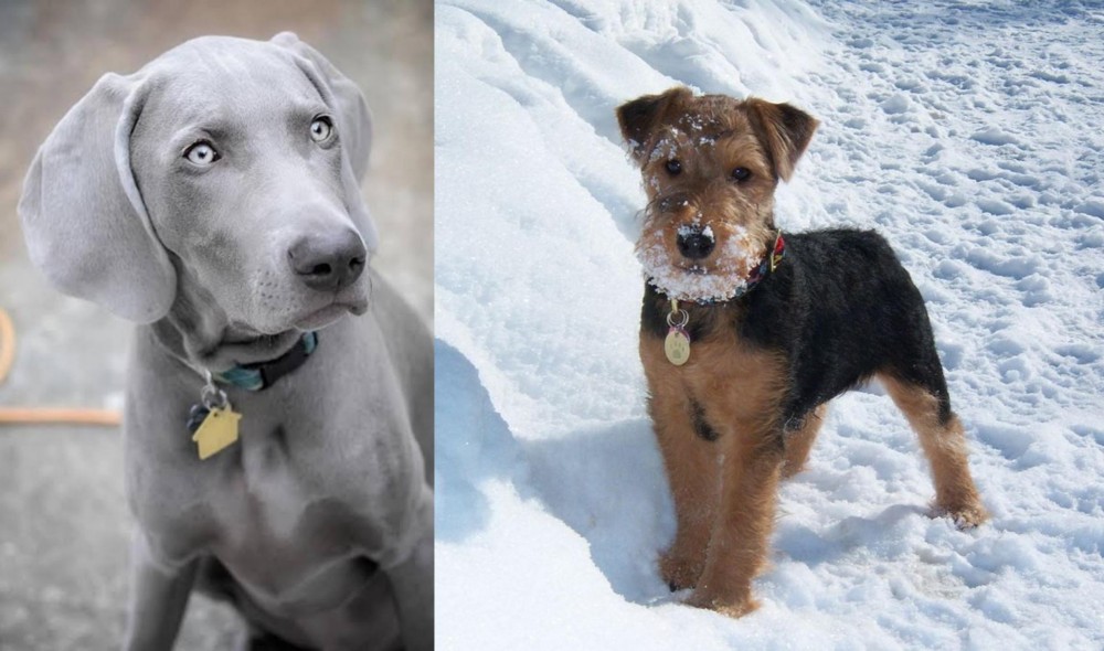 Welsh Terrier vs Weimaraner - Breed Comparison