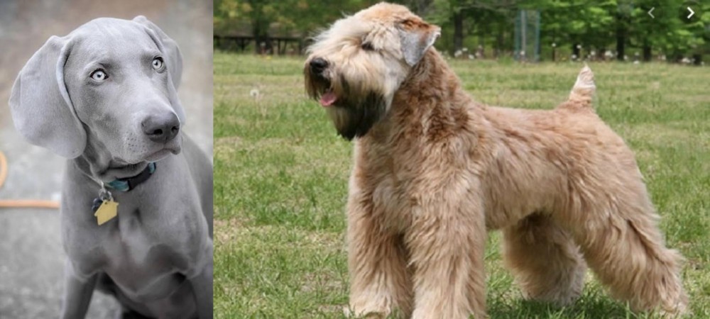 Wheaten Terrier vs Weimaraner - Breed Comparison