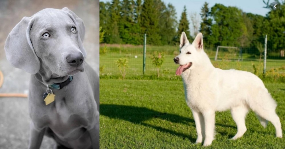 White Shepherd vs Weimaraner - Breed Comparison
