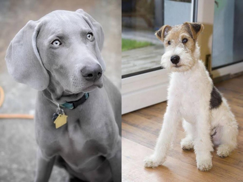 Wire Fox Terrier vs Weimaraner - Breed Comparison