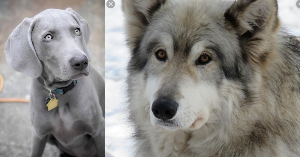 Wolfdog vs Weimaraner - Breed Comparison