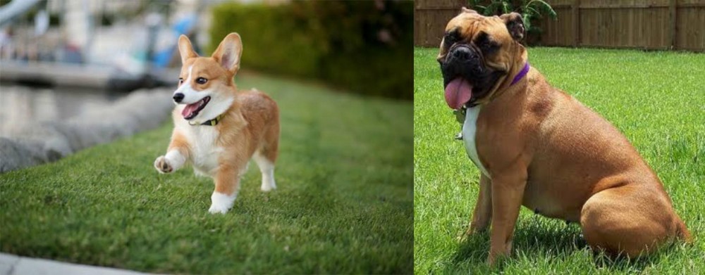 Valley Bulldog vs Welsh Corgi - Breed Comparison