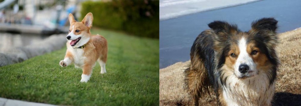 Welsh Sheepdog vs Welsh Corgi - Breed Comparison