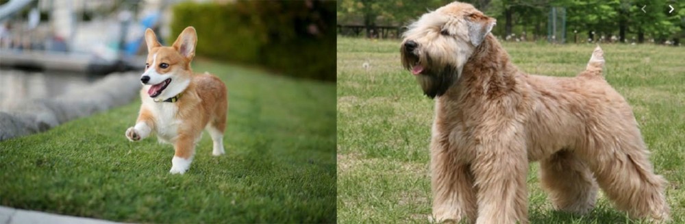 Wheaten Terrier vs Welsh Corgi - Breed Comparison