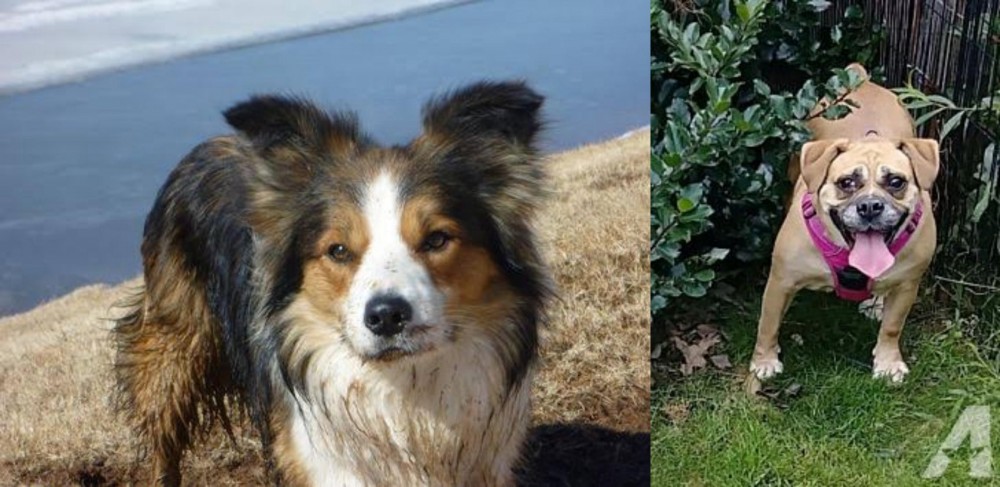 Beabull vs Welsh Sheepdog - Breed Comparison