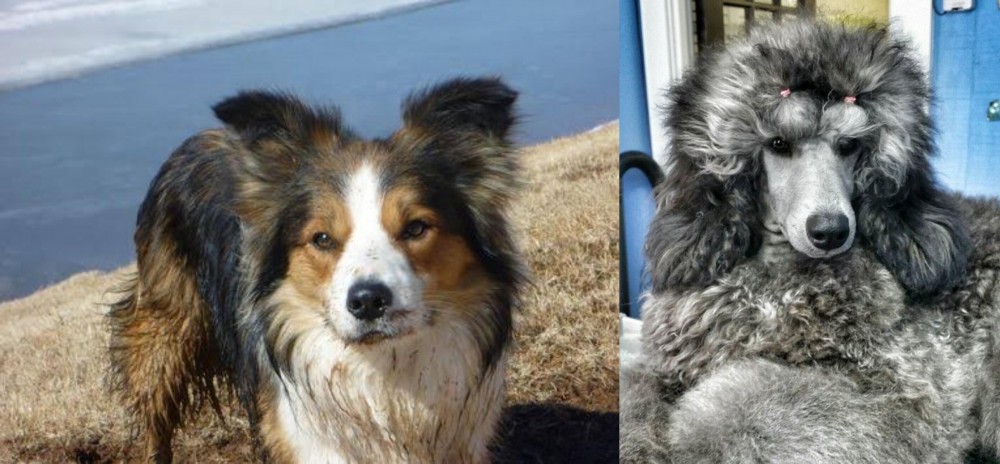 Standard Poodle vs Welsh Sheepdog - Breed Comparison