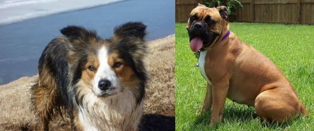 Valley Bulldog vs Welsh Sheepdog - Breed Comparison