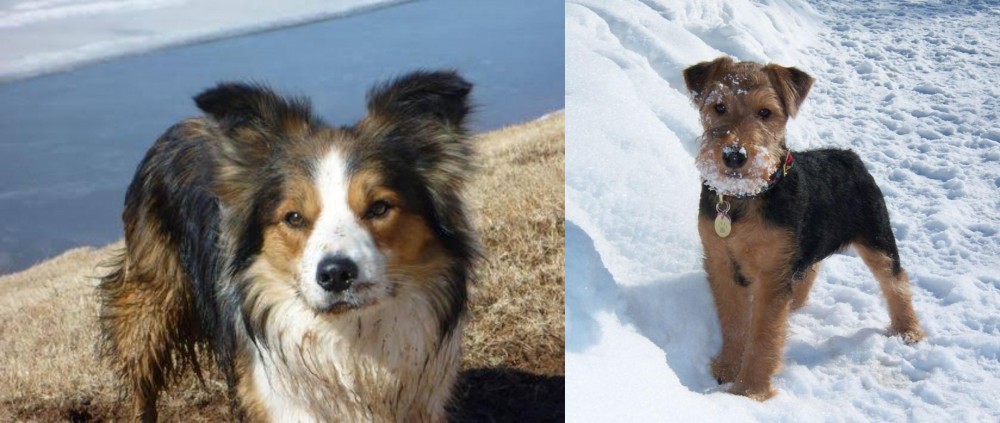 Welsh Terrier vs Welsh Sheepdog - Breed Comparison