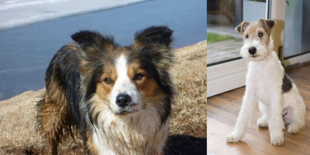 Wire Fox Terrier vs Welsh Sheepdog - Breed Comparison