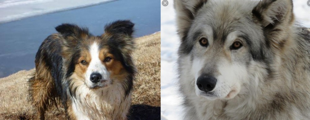 Wolfdog vs Welsh Sheepdog - Breed Comparison