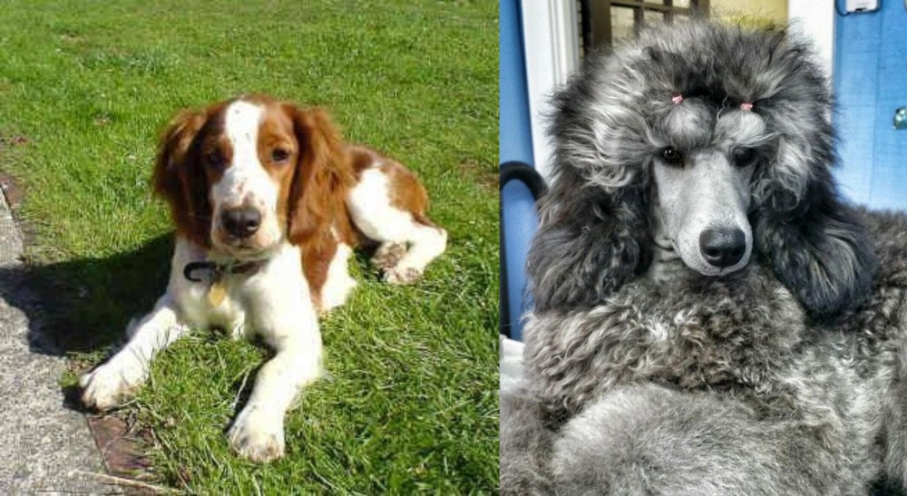 Standard Poodle vs Welsh Springer Spaniel - Breed Comparison