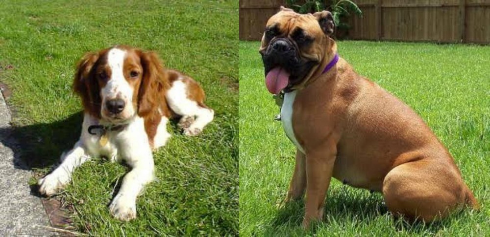 Valley Bulldog vs Welsh Springer Spaniel - Breed Comparison