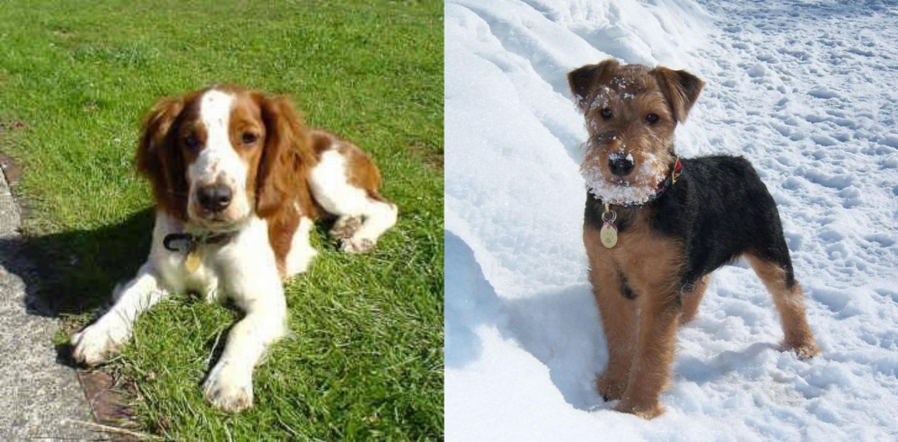Welsh Terrier vs Welsh Springer Spaniel - Breed Comparison