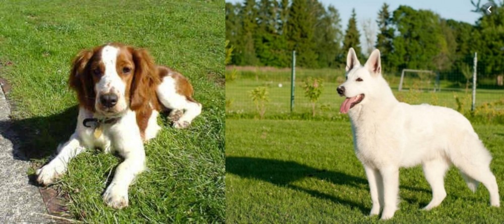 White Shepherd vs Welsh Springer Spaniel - Breed Comparison