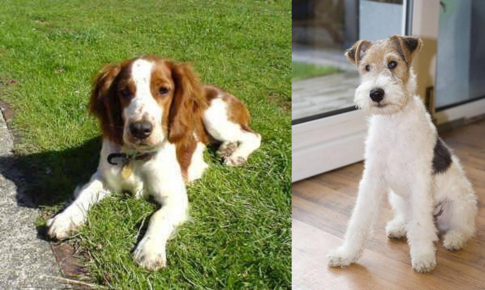 Wire Fox Terrier vs Welsh Springer Spaniel - Breed Comparison