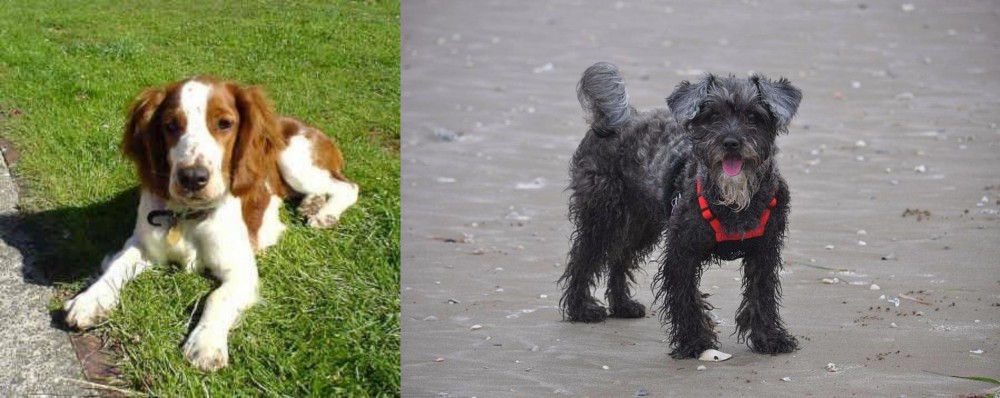 YorkiePoo vs Welsh Springer Spaniel - Breed Comparison