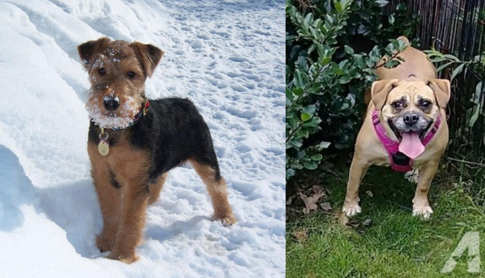Beabull vs Welsh Terrier - Breed Comparison