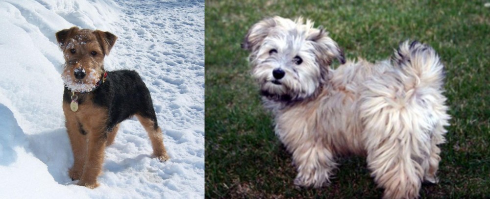 Havapoo vs Welsh Terrier - Breed Comparison