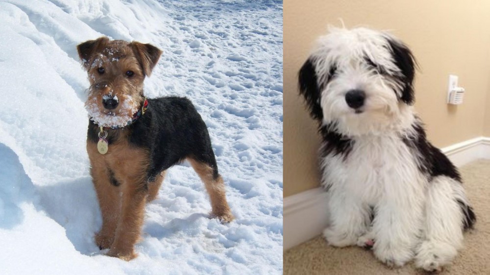 Mini Sheepadoodles vs Welsh Terrier - Breed Comparison