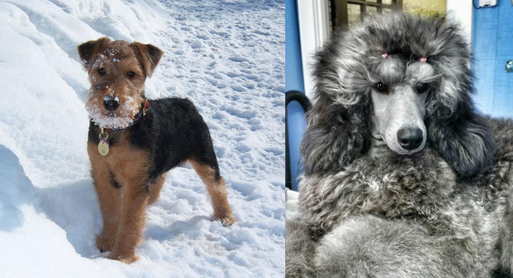 Standard Poodle vs Welsh Terrier - Breed Comparison