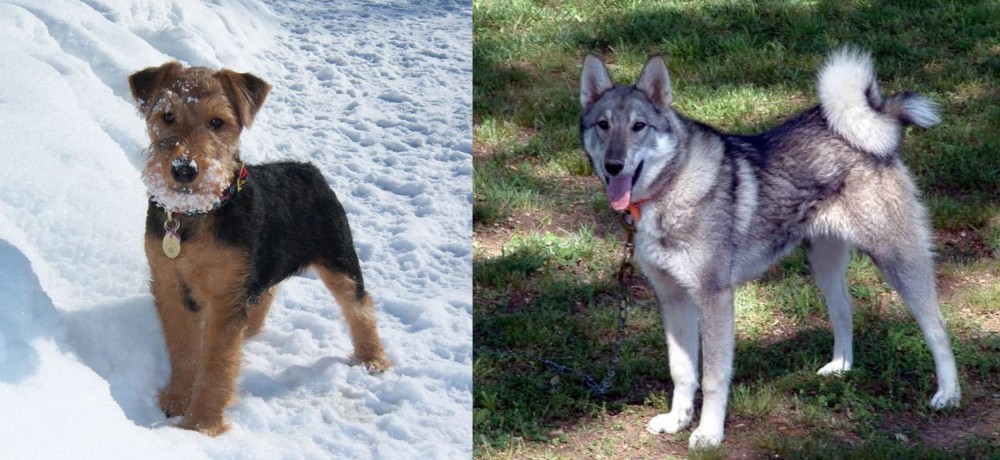 West Siberian Laika vs Welsh Terrier - Breed Comparison