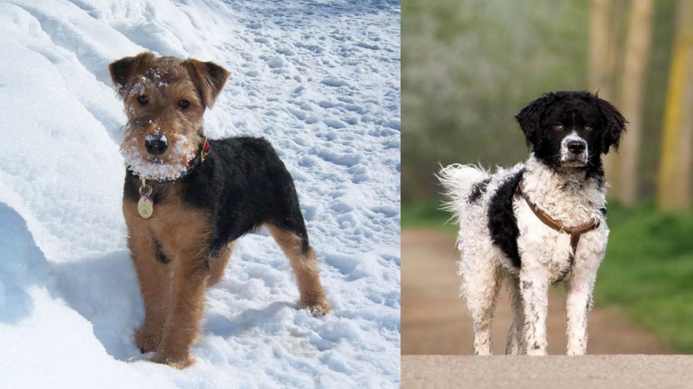 Wetterhoun vs Welsh Terrier - Breed Comparison