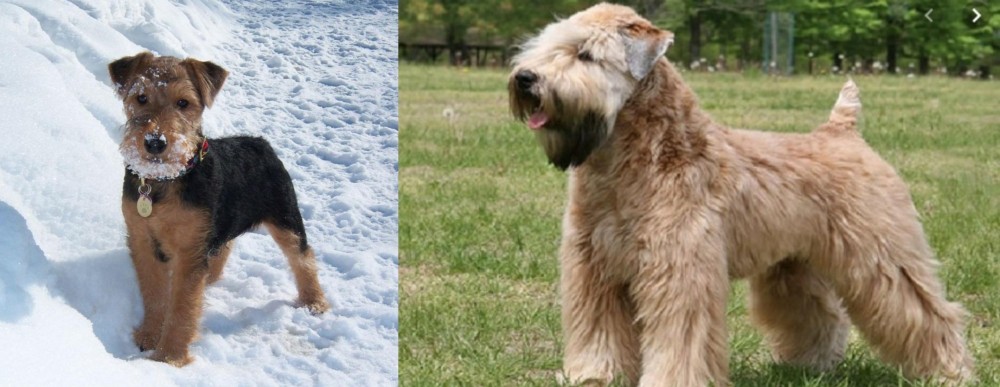 Wheaten Terrier vs Welsh Terrier - Breed Comparison