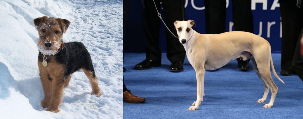 Whippet vs Welsh Terrier - Breed Comparison