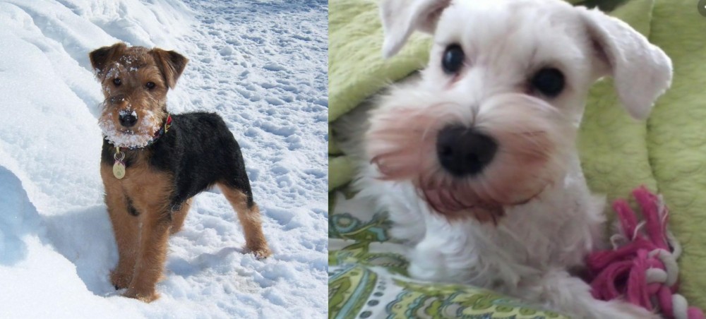 White Schnauzer vs Welsh Terrier - Breed Comparison